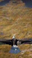 Weißkopfseeadler in Zeitlupe im Flug über die Berge von Alaska video