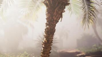 een palm boom in de midden- van een mistig Woud video