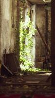 ruined abandoned overgrown by plants interior video