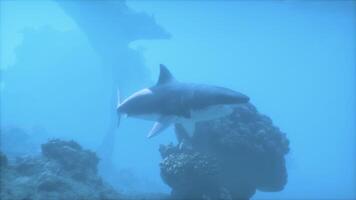 A shark swims through the water near rocks video