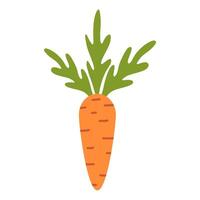 Carrot isolated on a white background. Vector illustration.