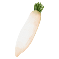 vegetabiliska morot vattenfärg png