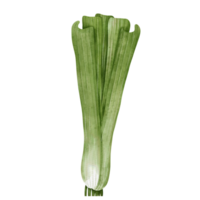 vegetabiliska lök vattenfärg png