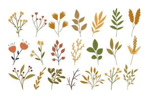 conjunto de otoño flores, plantas y bayas, linda plano vector ilustración aislado en blanco antecedentes. colección de mano dibujado otoño botánica elementos para estacional diseños