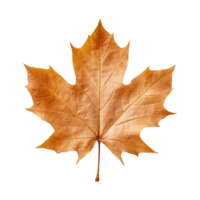 AI generated Maple leaf isolated on transparent background png