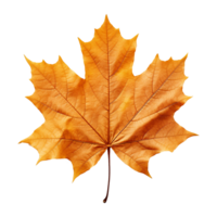 AI generated Maple leaf isolated on transparent background png