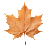 AI generated Maple leaf isolated on transparent background png