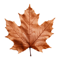 AI generated Maple leaf isolated on transparent background png