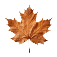 AI generated Maple leaf isolated on transparent background png