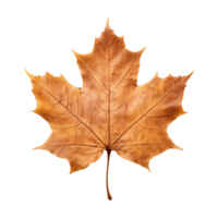 AI generated Maple leaf isolated on transparent background png