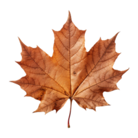 AI generated Maple leaf isolated on transparent background png