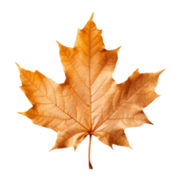 AI generated Maple leaf isolated on transparent background png