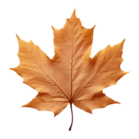 AI generated Maple leaf isolated on transparent background png