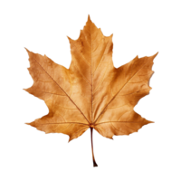 AI generated Maple leaf isolated on transparent background png