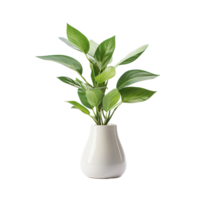 ai généré une vase plante png isolé sur transparent Contexte