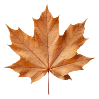 AI generated Maple leaf isolated on transparent background png