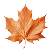 AI generated Maple leaf isolated on transparent background png