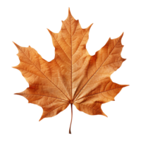 AI generated Maple leaf isolated on transparent background png