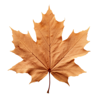 AI generated Maple leaf isolated on transparent background png