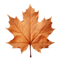 AI generated Maple leaf isolated on transparent background png