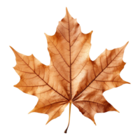 AI generated Maple leaf isolated on transparent background png