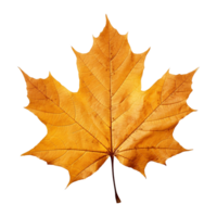 AI generated Maple leaf isolated on transparent background png