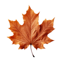 AI generated Maple leaf isolated on transparent background png