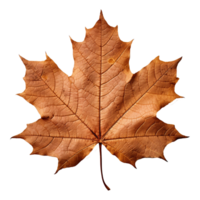 AI generated Maple leaf isolated on transparent background png