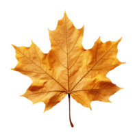 AI generated Maple leaf isolated on transparent background png