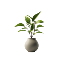 ai généré une vase plante png isolé sur transparent Contexte