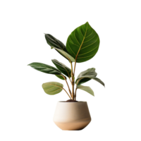 AI generated A indoor plant png isolated on transparent background