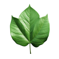 AI generated 3d render of a leaf png isolated on transparent background