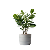 AI generated A indoor plant png isolated on transparent background