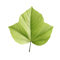 AI generated 3d render of a leaf png isolated on transparent background