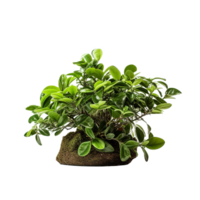 AI generated A indoor plant png isolated on transparent background