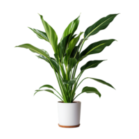 AI generated A indoor plant png isolated on transparent background