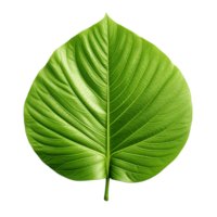 AI generated 3d render of a leaf png isolated on transparent background