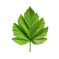 AI generated 3d render of a leaf png isolated on transparent background