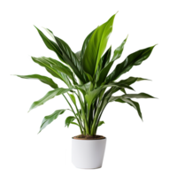 AI generated A indoor plant png isolated on transparent background