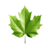 AI generated 3d render of a leaf png isolated on transparent background