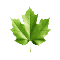 AI generated 3d render of a leaf png isolated on transparent background