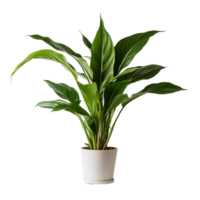 AI generated A indoor plant png isolated on transparent background