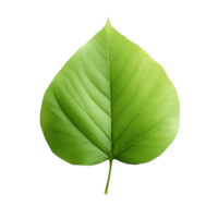 AI generated 3d render of a leaf png isolated on transparent background