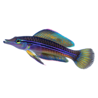 AI generated Cleaner wrasse isolated on transparent background png