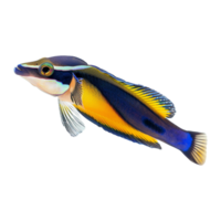 AI generated Cleaner wrasse isolated on transparent background png