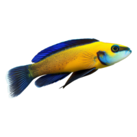 AI generated Cleaner wrasse isolated on transparent background png