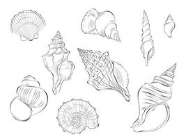 Seashell outline doodle vector hand drawn illustration. Isolated on white background.