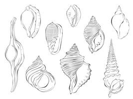 Seashell outline doodle vector hand drawn illustration. Isolated on white background.