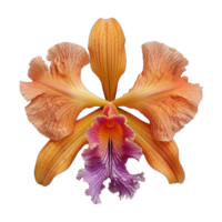 AI generated Pink-orange orchid flowers on isolated transparency png