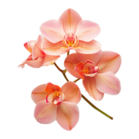 ai generado rosa-naranja orquídea flores en aislado transparencia png